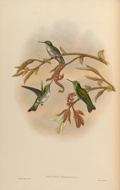 Coeligena hemileuca = Lampornis hemileucus - John Gould